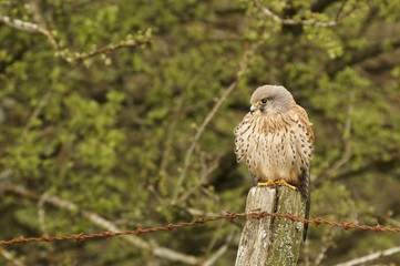 Bird of Prey