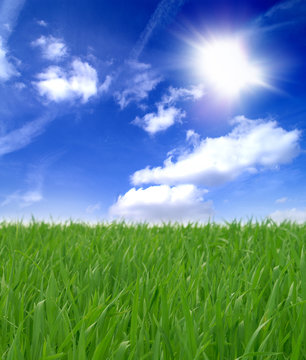 Gr&uuml;ne Wiese und blauer Himmel 7