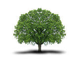 Baum 7