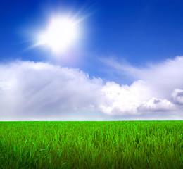 Obraz premium Grüne Wiese und blauer Himmel 5