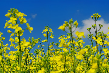 Obraz premium Rape plants no.1