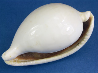Chestnut Cowry seashell