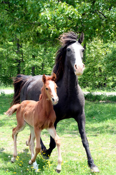 Curly Mare and Foal