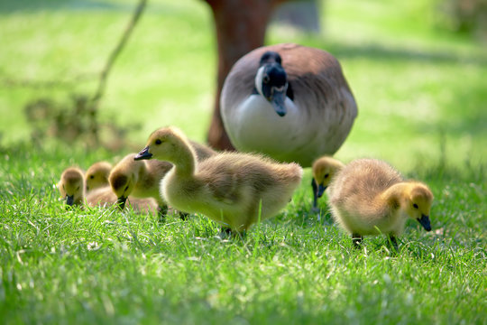 Canada goslings searching for food. Watching over by parent.