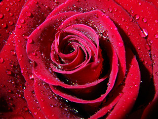 Naklejka premium rose