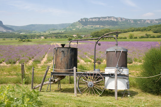 L'alambic provençal près d'un champ de lavande