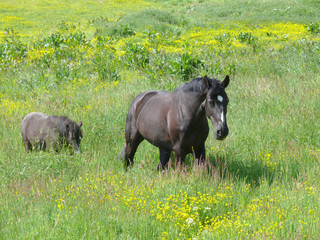 Zwei Pferde auf blühender Weide