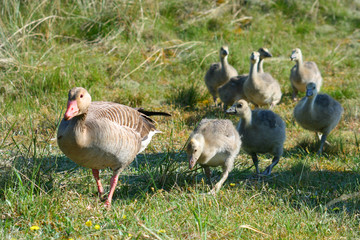 Gänse