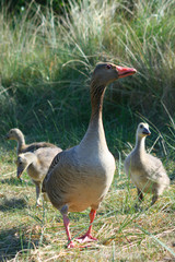 Gänse