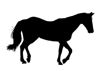 Obraz premium Horse 2