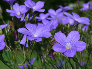 Zarte blaue Blüten, linum
