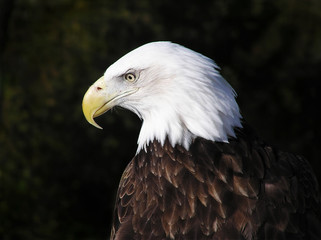 Profile portrait of an American Bald Eagle