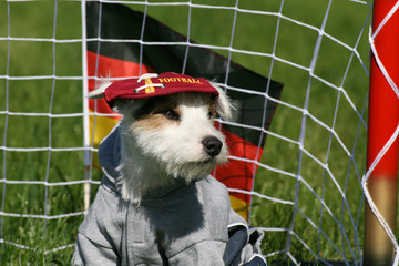 hundefußball