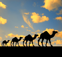 Fototapeta na wymiar camel's walk