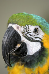 Yellow macaw