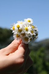 Mazzo di margherite