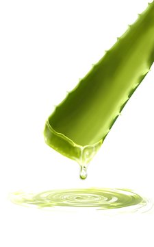 foglia di aloe vera
