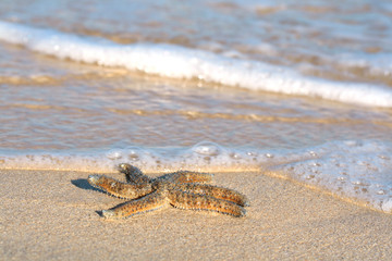 Starfish on the beach
