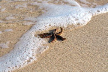 Starfish on the beach