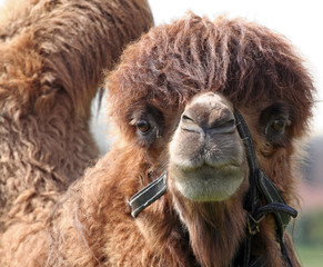 kameel portret
