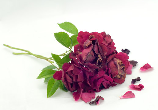 Wilted Roses