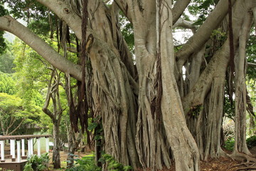 Banyon Tree