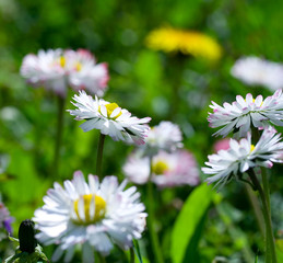 Fototapeta premium close-up daisy field