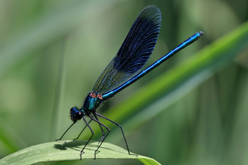 agrion