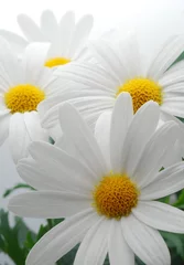 Photo sur Plexiglas Macro marguerite de printemps blanche