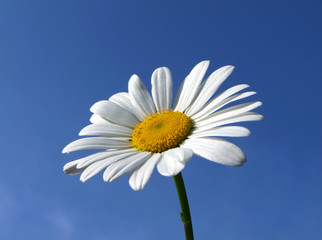 A large summer daisy against a blue sky.