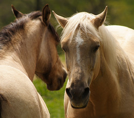 Horses