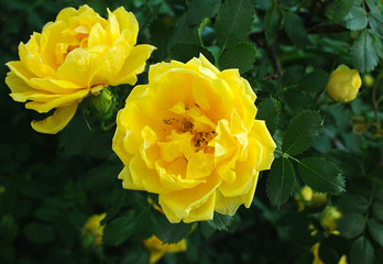 yellow rose