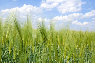 weizenfeld bei sonnenschein