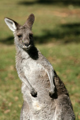 Naklejka na ściany i meble Grey Kangaroo, Australia