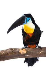 toucan