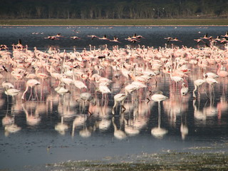 Pink flamingoes