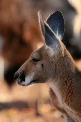 Papier Peint photo Lavable Kangourou Red Kangaroo, Australia