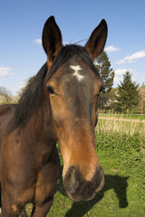 Fototapeta premium horse