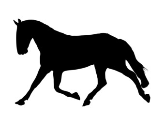 Horse 3