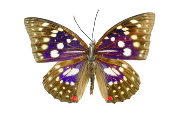 Sasakia Charonda butterfly