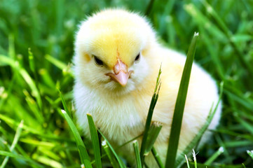 Chick on grass