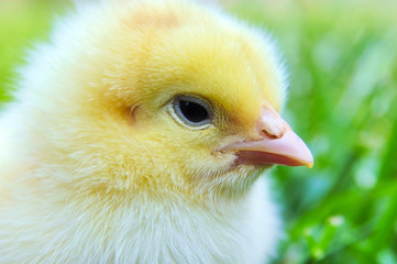 Chick on grass