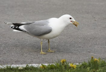 Common gull. 
