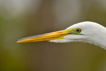 Egret Eye