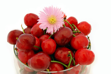 Cerises Printanières