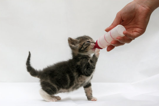 b&eacute;b&eacute; chat nourri au biberon