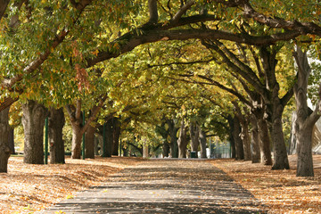 Walkway,  Carlton Gardens, Melbourne, Australia