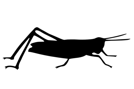 Grasshopper black