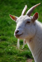 Obraz premium goat