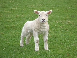 Spring Lamb